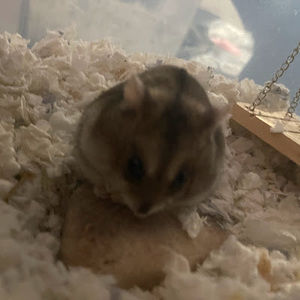 Meet your Posher, Lana